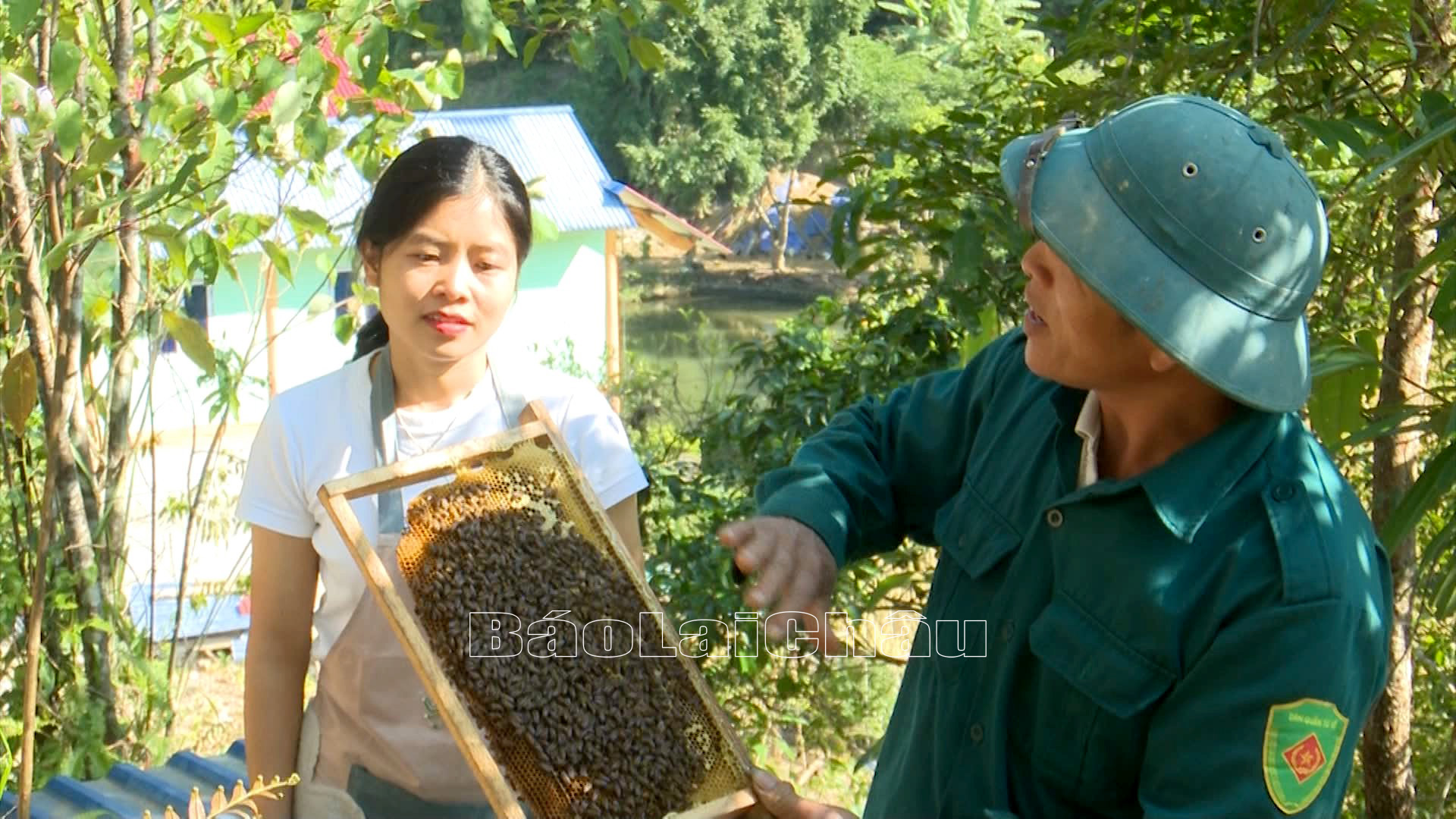 Thành viên Hợp tác xã Nông nghiệp Mường Mít, huyện Than Uyên kiểm tra sự sinh trưởng của đàn ong.